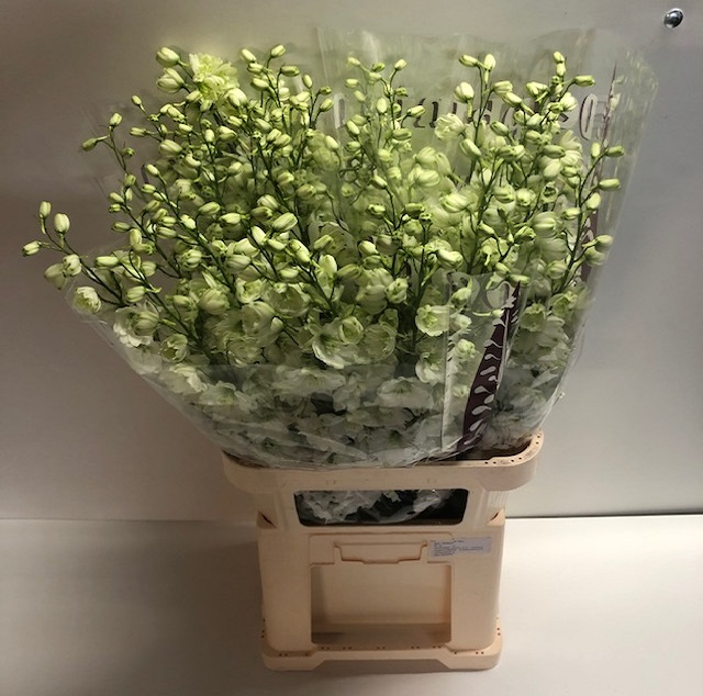 Delphinium do el dewi impress.jpg